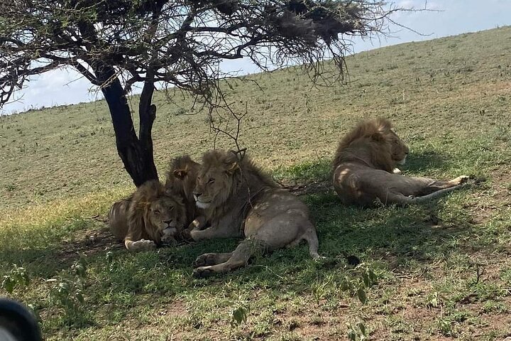 3 dager Selous (Nyerere nasjonalpark) Safari fra Zanzibar og tilbake