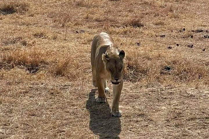 3 dager Selous (Nyerere nasjonalpark) Safari fra Zanzibar og tilbake
