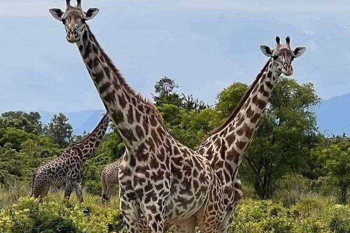 3 dager Selous (Nyerere nasjonalpark) Safari fra Zanzibar og tilbake