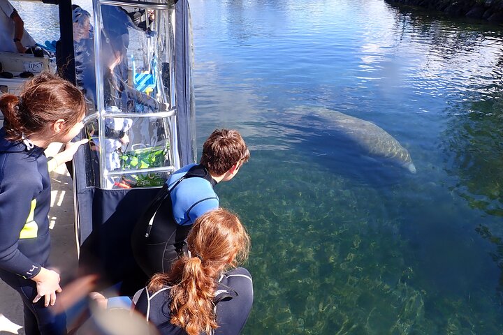 ¡El tour de nado con manatíes más popular de 3 horas + guía en el agua!
