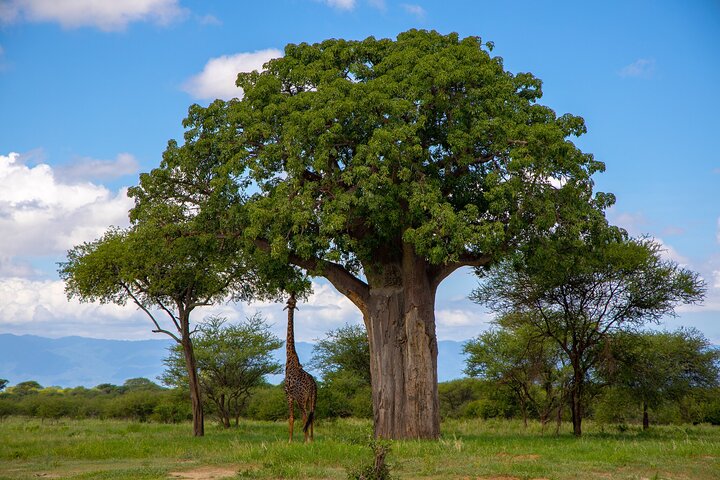 Da Arusha: 11 Giorni famoso Serengeti Inside out safari viaggio