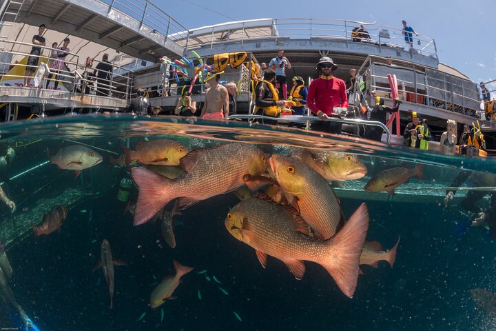 Quicksilver Great Barrier Reef Snorkel Cruise fra Port Douglas