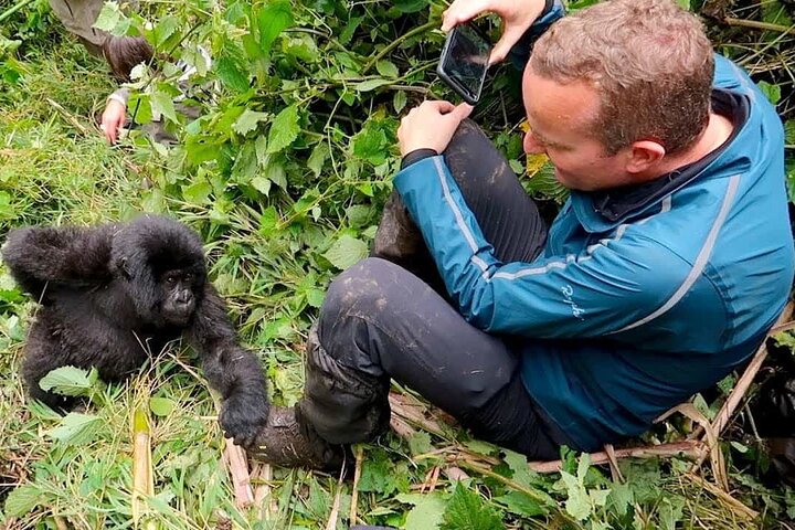 1 Tag Ruanda Gorilla Trekking Tour im Volcanoes National Park