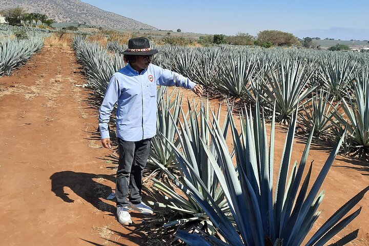 José Cuervo Tequila Tour & Agave Champs au départ de Guadalajara