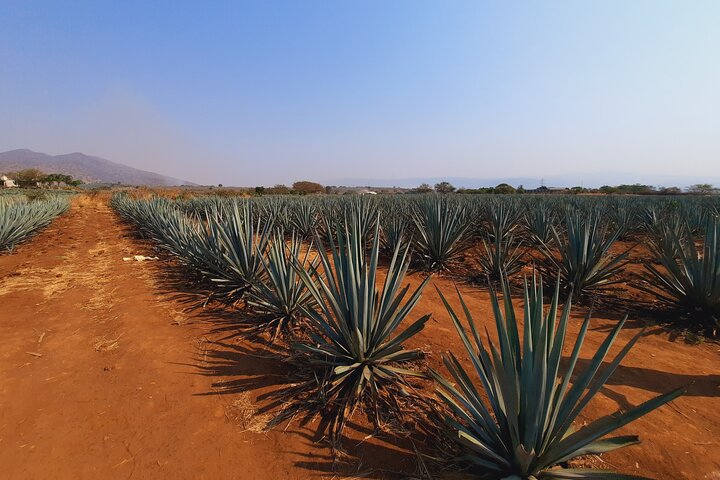 José Cuervo Tequila Tour & Agave Champs au départ de Guadalajara