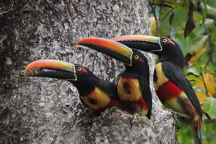 Manuel Antonio National Park : Guidad tur med biljett ingår