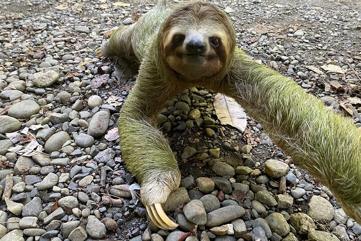 Manuel Antonio National Park : Guidad tur med biljett ingår
