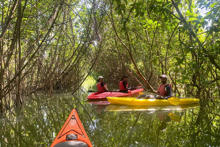 Kayak nella foresta di mangrovie di Paravur Backwaters vicino a Varkala e Kollam