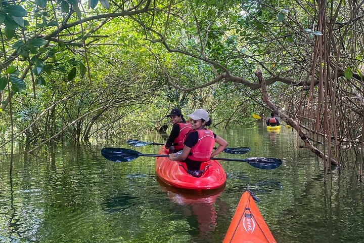 Kayak nella foresta di mangrovie di Paravur Backwaters vicino a Varkala e Kollam