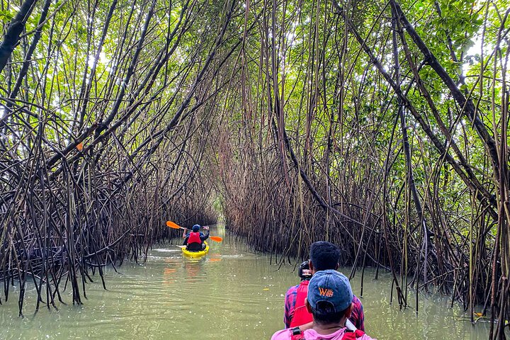 Kayak nella foresta di mangrovie di Paravur Backwaters vicino a Varkala e Kollam