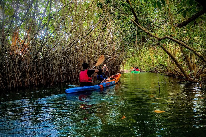 Kayak nella foresta di mangrovie di Paravur Backwaters vicino a Varkala e Kollam