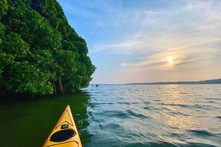 Kayak nella foresta di mangrovie di Paravur Backwaters vicino a Varkala e Kollam