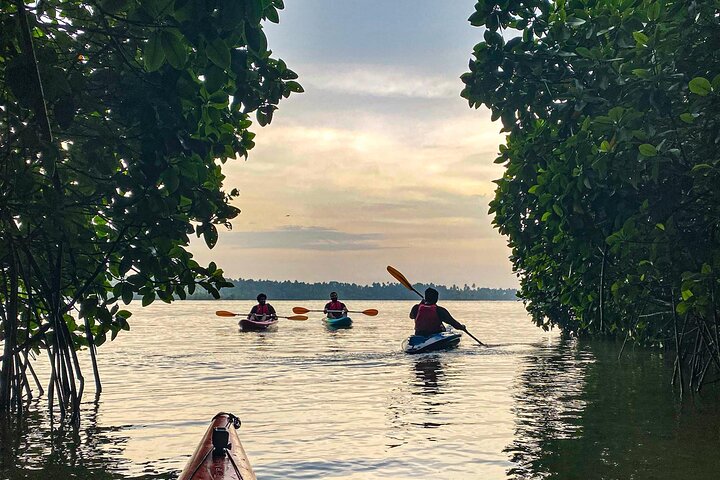 Kayak nella foresta di mangrovie di Paravur Backwaters vicino a Varkala e Kollam