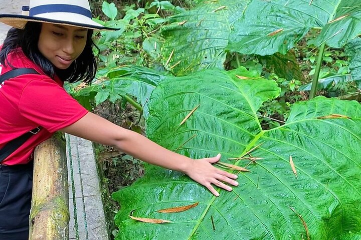 Rainforest Wildlife, Panama Hat-skapere, Tradisjonelt kjøkken. SHORE TOUR