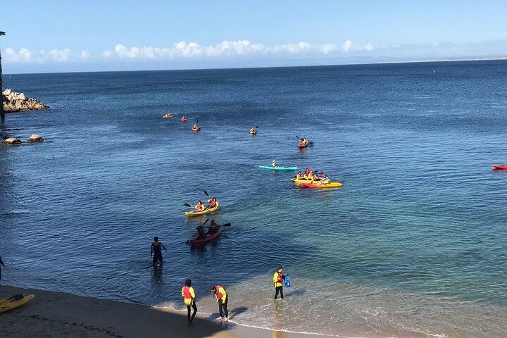Monterey Bay Kayak leje to timer: Otter, Seals og Sea Lions