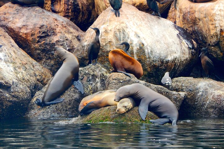 Monterey Bay Kayak leje to timer: Otter, Seals og Sea Lions