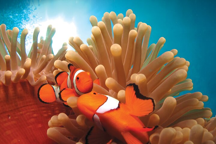 Quicksilver Great Barrier Reef Snorkel Cruise fra Port Douglas