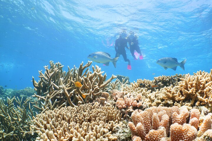 Quicksilver Great Barrier Reef Snorkel Cruise fra Port Douglas