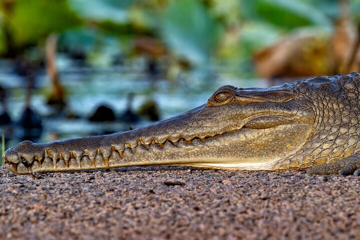 O Croc Bus para o famoso Jumping Crocodile Cruise