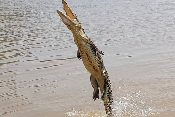 O Croc Bus para o famoso Jumping Crocodile Cruise