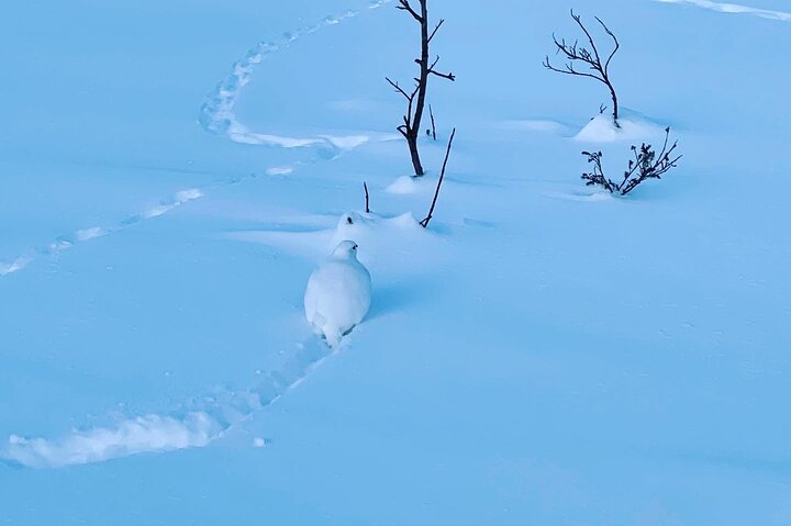 Avventura nella Grotta di Ghiaccio del Ghiacciaio Castner da Fairbanks