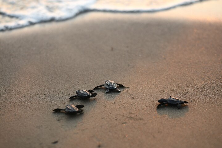 Heldags turtle Beach Tour med innsjø og gjørmebad fra Marmaris