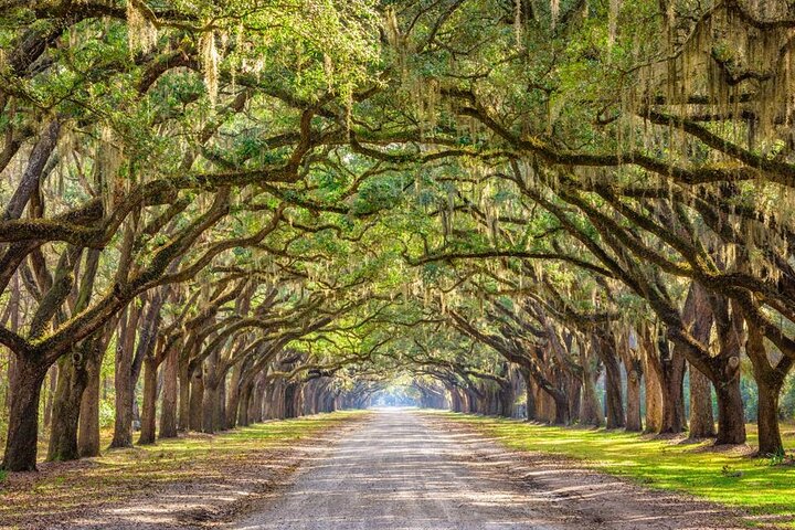 Tour guidato di 1 ora del carrello da golf del Bonaventure Cemetery a Savannah
