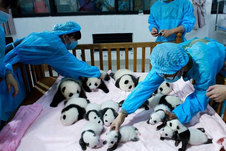 All-inclusive privétrip naar Chengdu Giant Panda Base en Leshan Giant Buddha