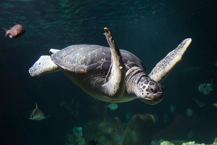 Hoteller i nærheden af SEA LIFE Oberhausen