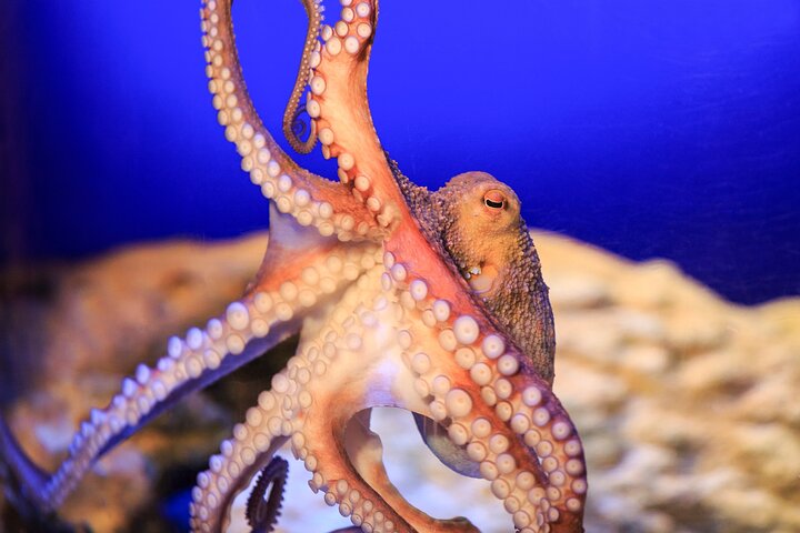 Hoteller i nærheden af SEA LIFE Timmendorfer Strand