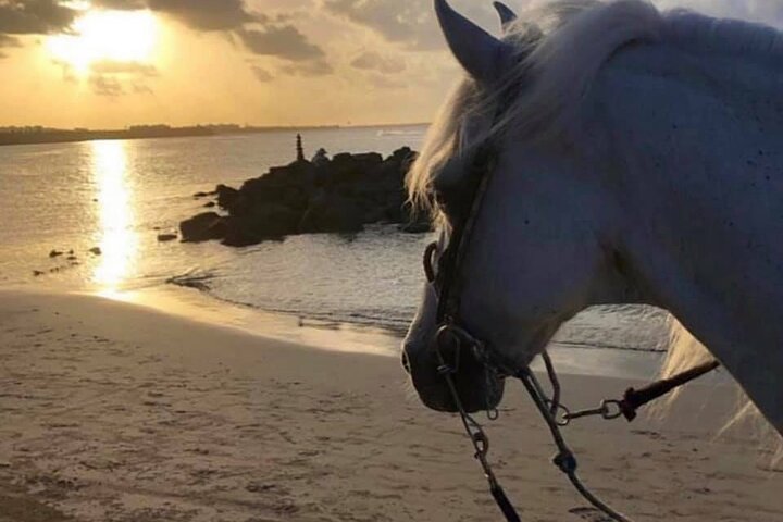 Ridning i Sayulita genom djungelstigar till stranden