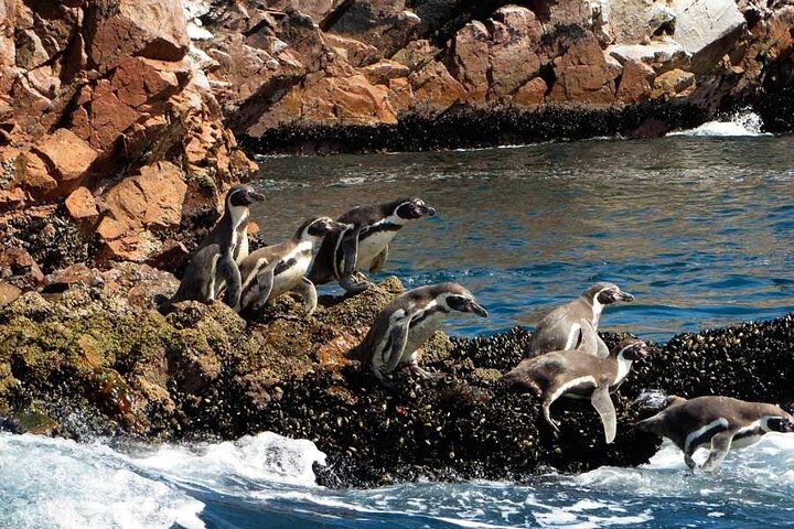 From cruise ships Pisco : Tour islands Ballestas and Paracas Reserve