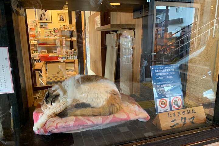 Det bedste ved Wakayama City Private Tour
