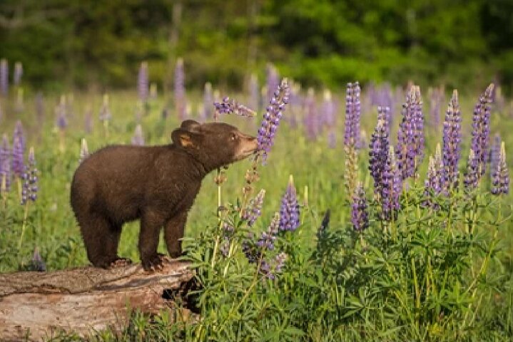 Grand Teton Wildlife Safari em um veículo fechado ou ao ar livre (dependendo da época)