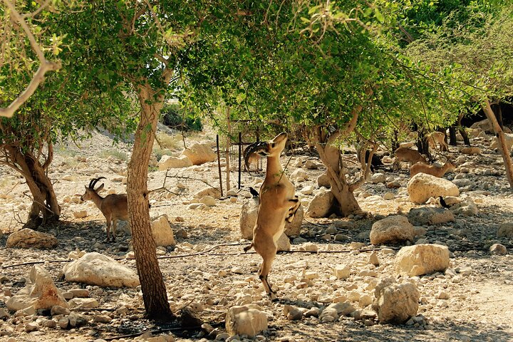 Dead Sea, Masada and Ein Gedi Day Tour from Jerusalem