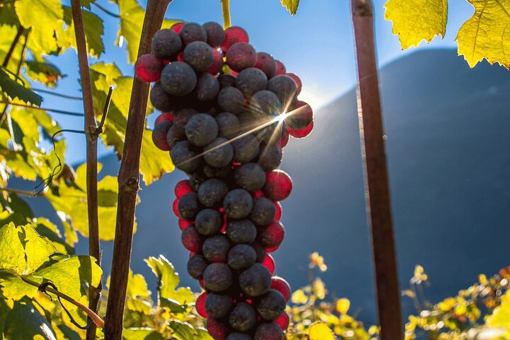Privat Valtellina-tur med vinsmagning og frokost