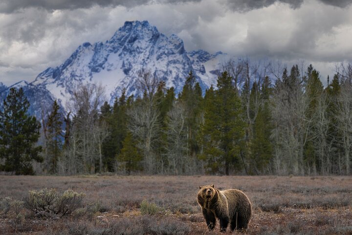 Grand Teton Wildlife Safari em um veículo fechado ou ao ar livre (dependendo da época)