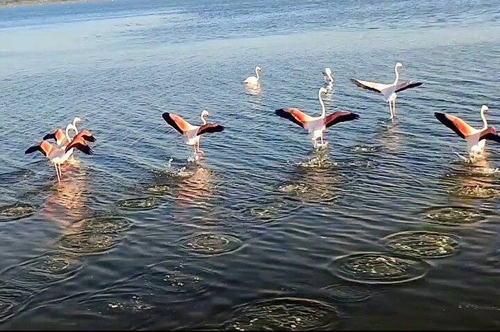 Feliz passeio pela Camargue, visita, passeio, excursão de bicicleta elétrica