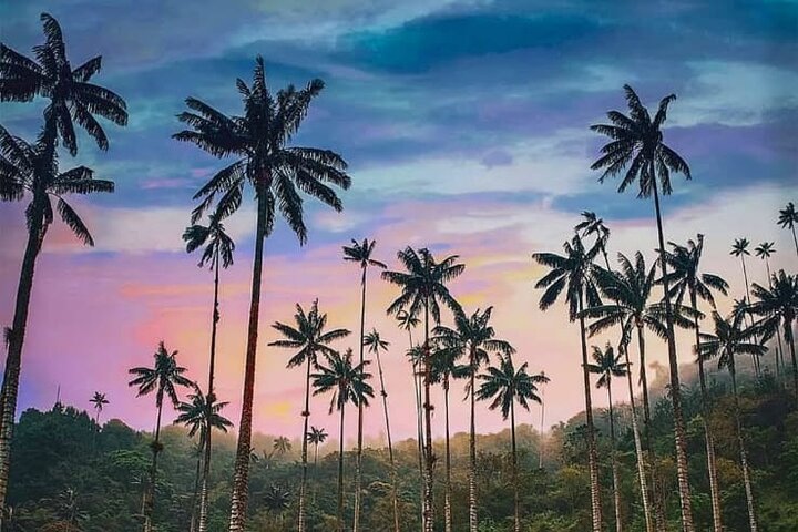 Salento, Cocora e Filandia Private Tour de Pereira ou Armênia