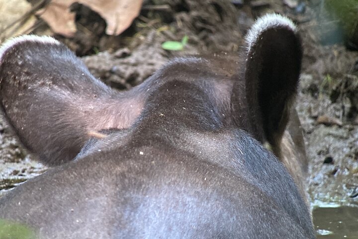 2 dagar 1 natt Corcovado Jungle Adventure Sirena Ranger Station