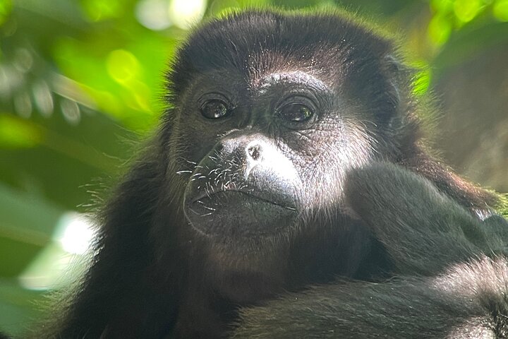 2 dagar 1 natt Corcovado Jungle Adventure Sirena Ranger Station