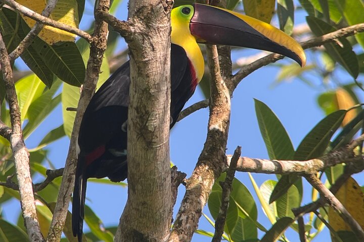 2 dagar 1 natt Corcovado Jungle Adventure Sirena Ranger Station