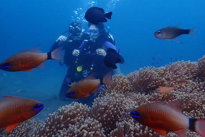Buceo en el naufragio del USS Liberty de Tulamben Bali