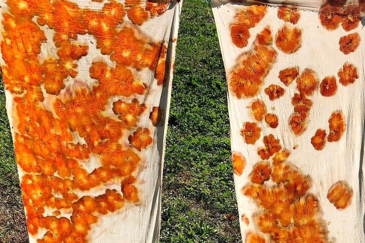 Introduzione privata al colore delle piante a Forcalquier in Provenza