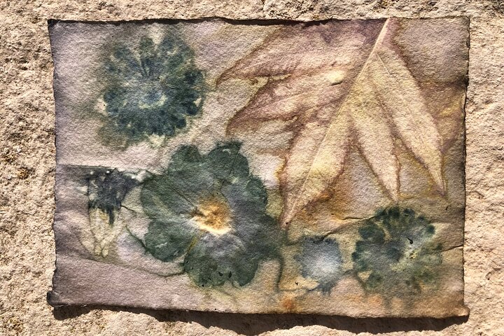 Introduzione privata al colore delle piante a Forcalquier in Provenza