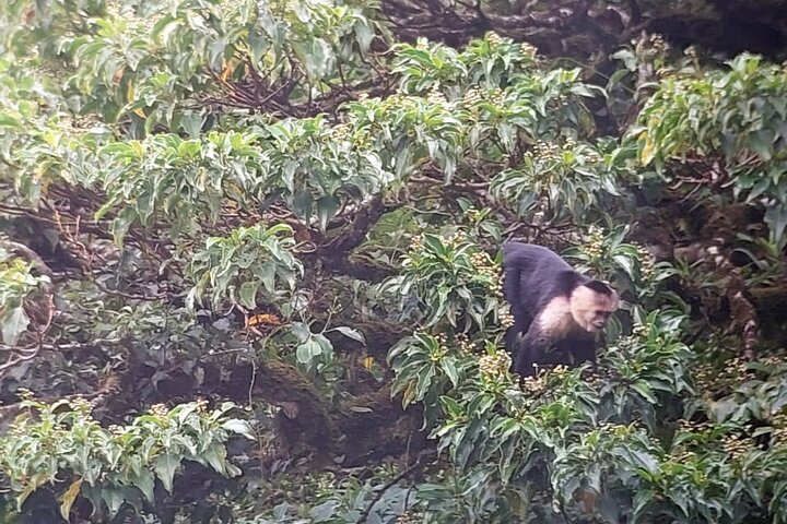 Monteverde Cloud Forest guidad naturvandring med Expert Naturalist