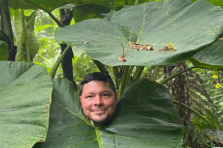 Monteverde Cloud Forest guidad naturvandring med Expert Naturalist