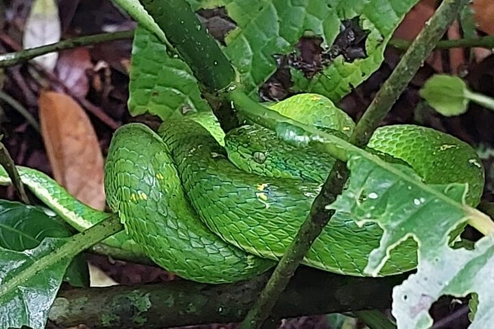 Monteverde Cloud Forest guidad naturvandring med Expert Naturalist