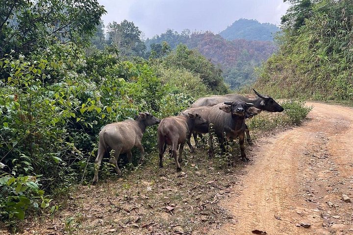 Trekking Ban Gioc Waterfall al villaggio nascosto su un percorso unico