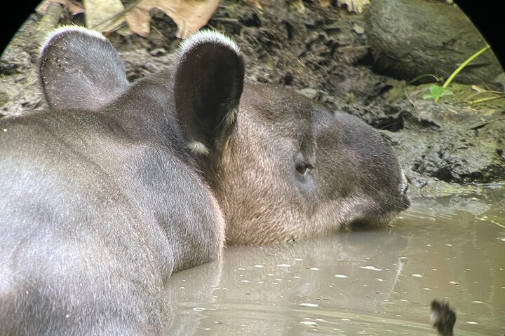 2 dagar 1 natt Corcovado Jungle Adventure Sirena Ranger Station